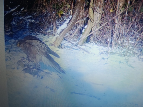 Eurasian Sparrowhawk (Accipiter nisus), photo 7