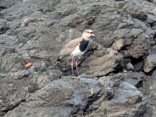 Southern Lapwing (Vanellus chilensis), photo 4
