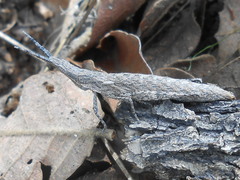 Calamacris clendoni