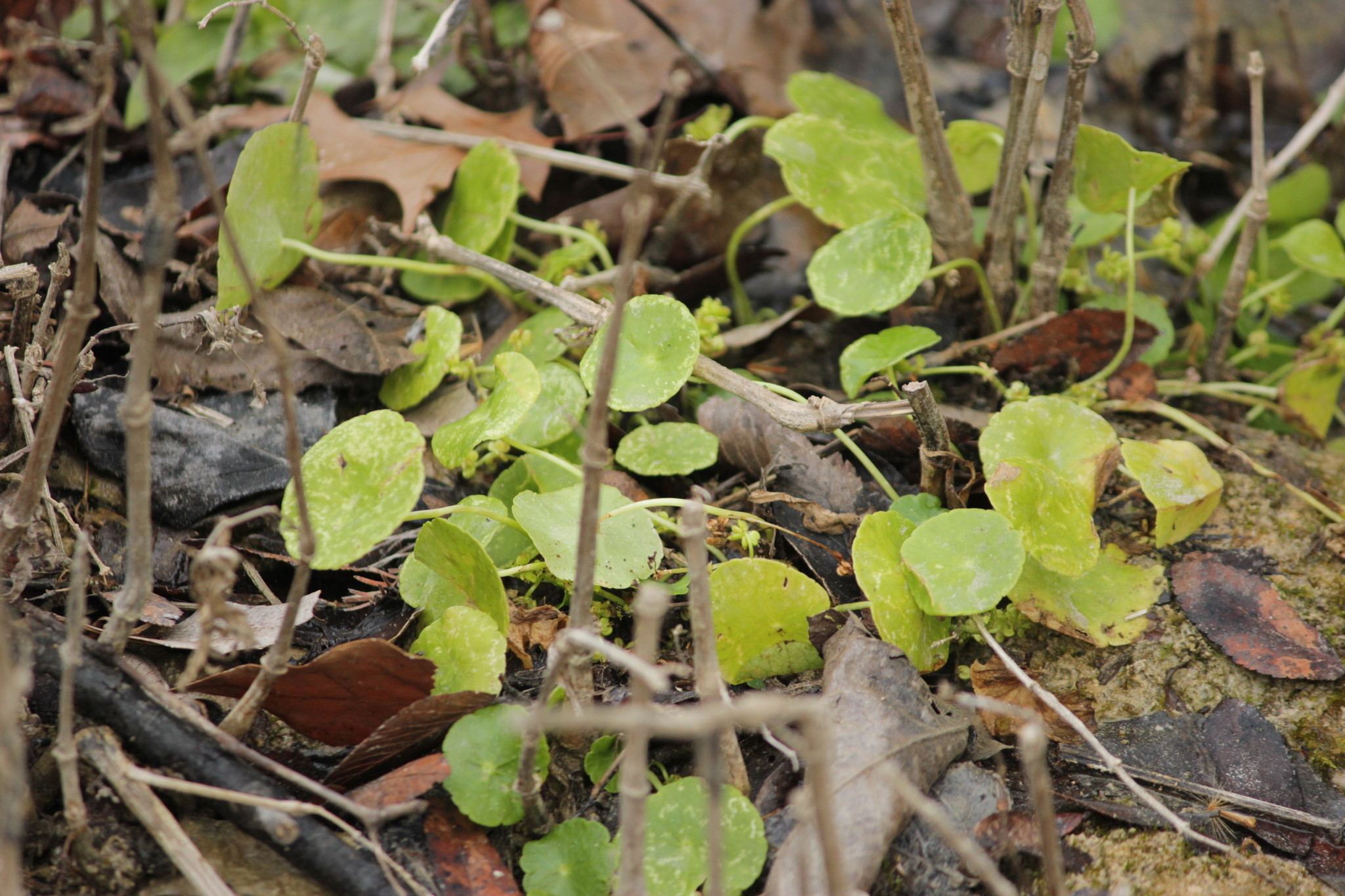 Whorled pennywort