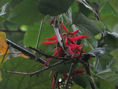 Erythrina rubrinervia