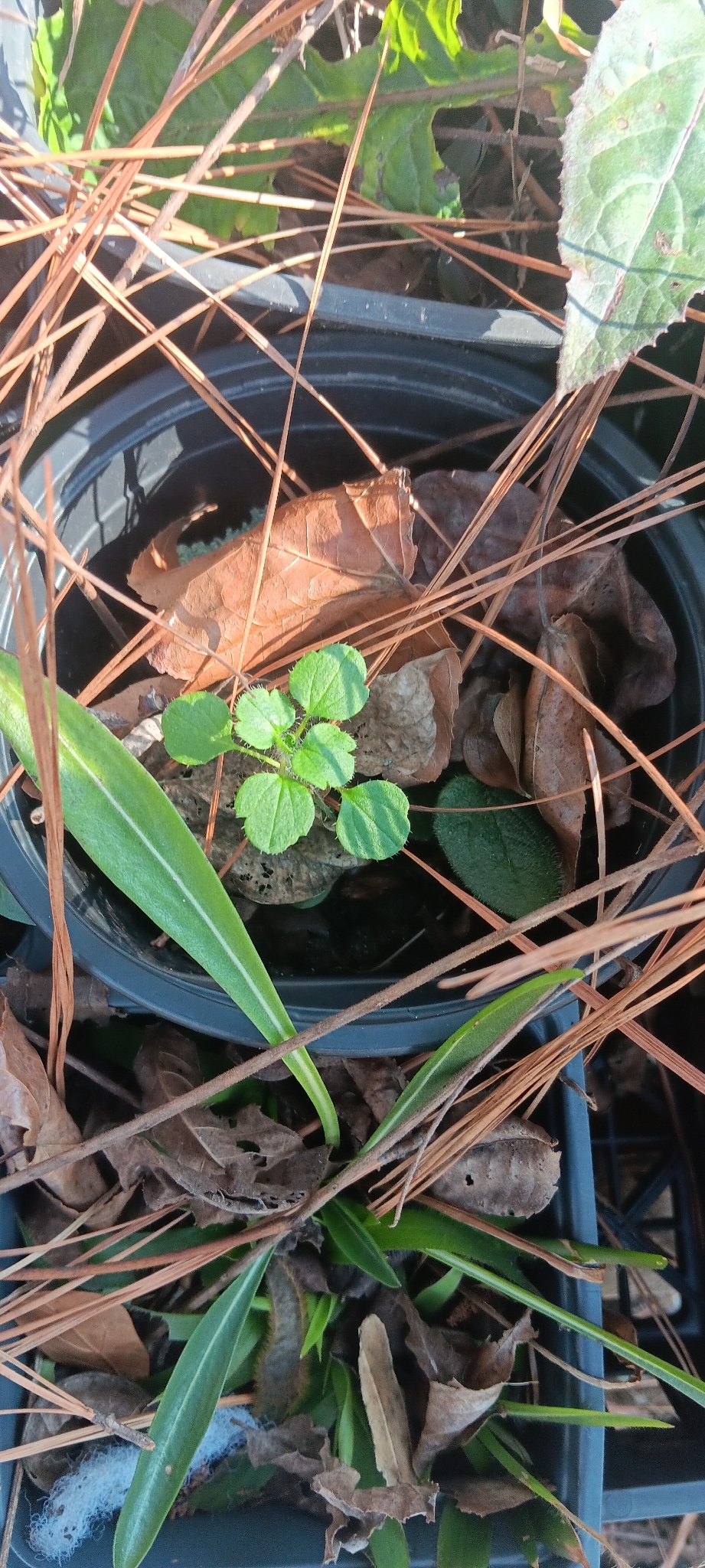 Ivy-leaved speedwell