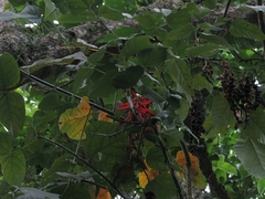 Erythrina rubrinervia