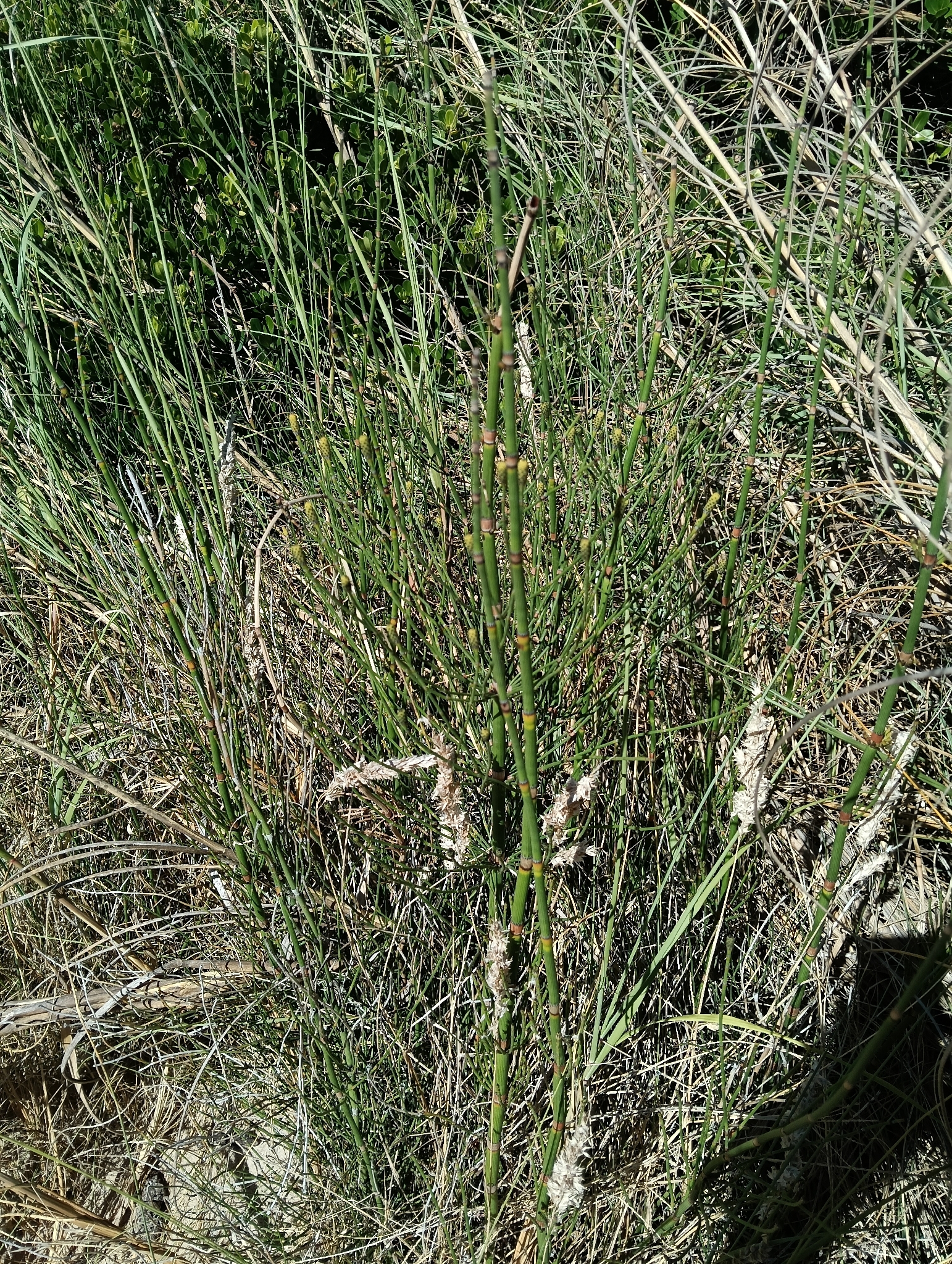 Giant horsetail