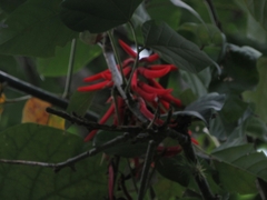 Erythrina rubrinervia