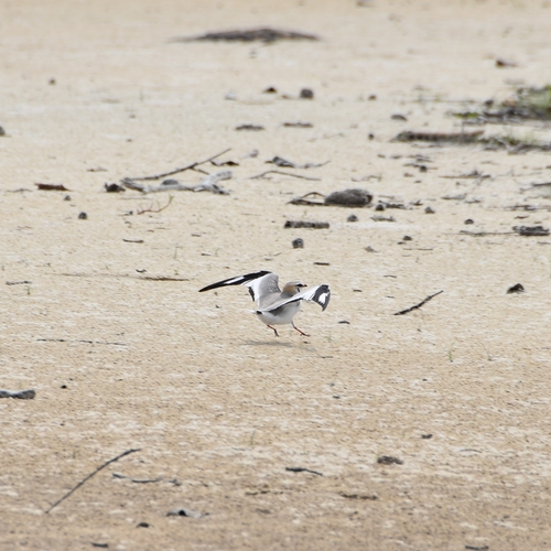 Grey Pratincole (Glareola cinerea), photo 3