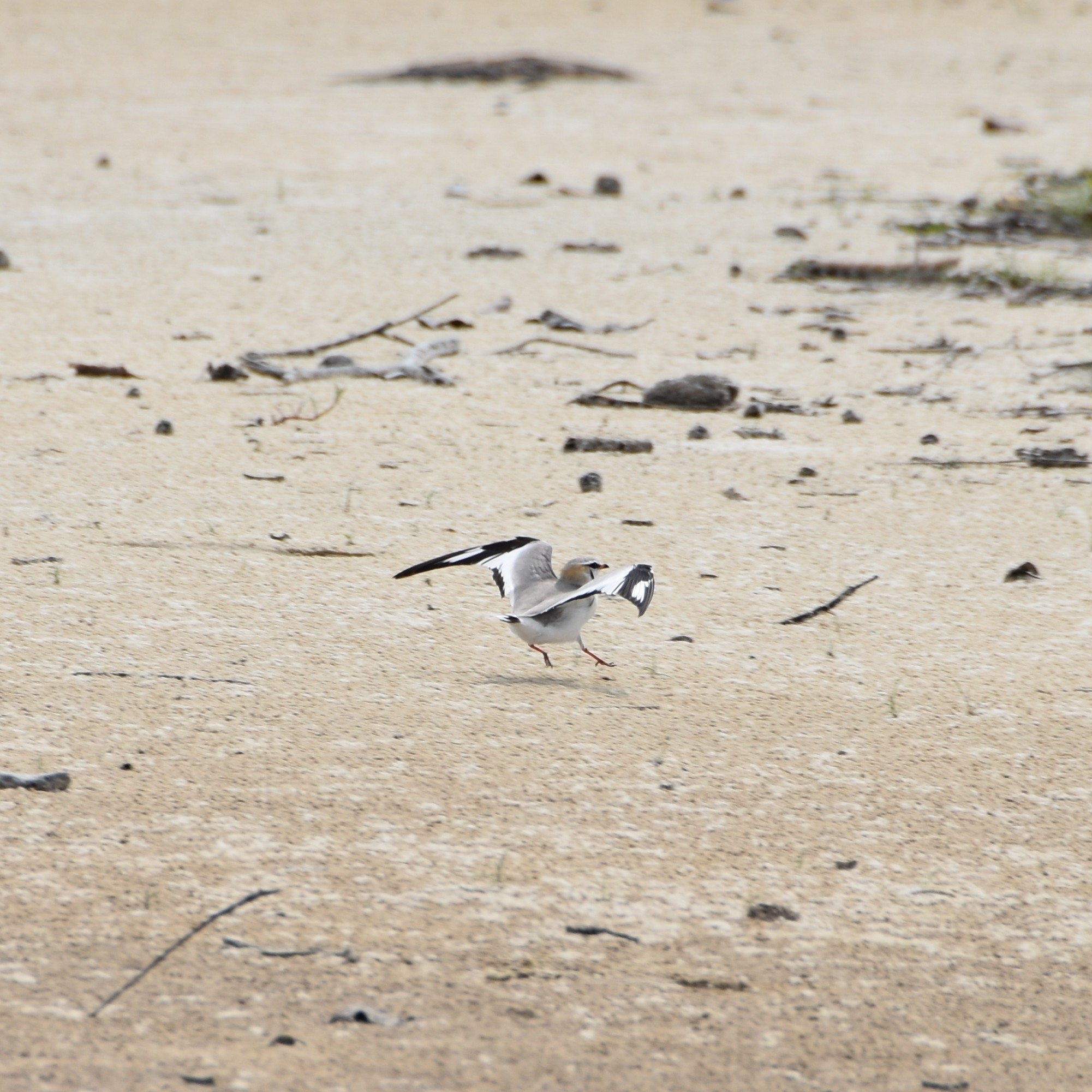 Grey Pratincole illustration
