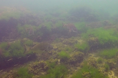 Acanthopagrus butcheri