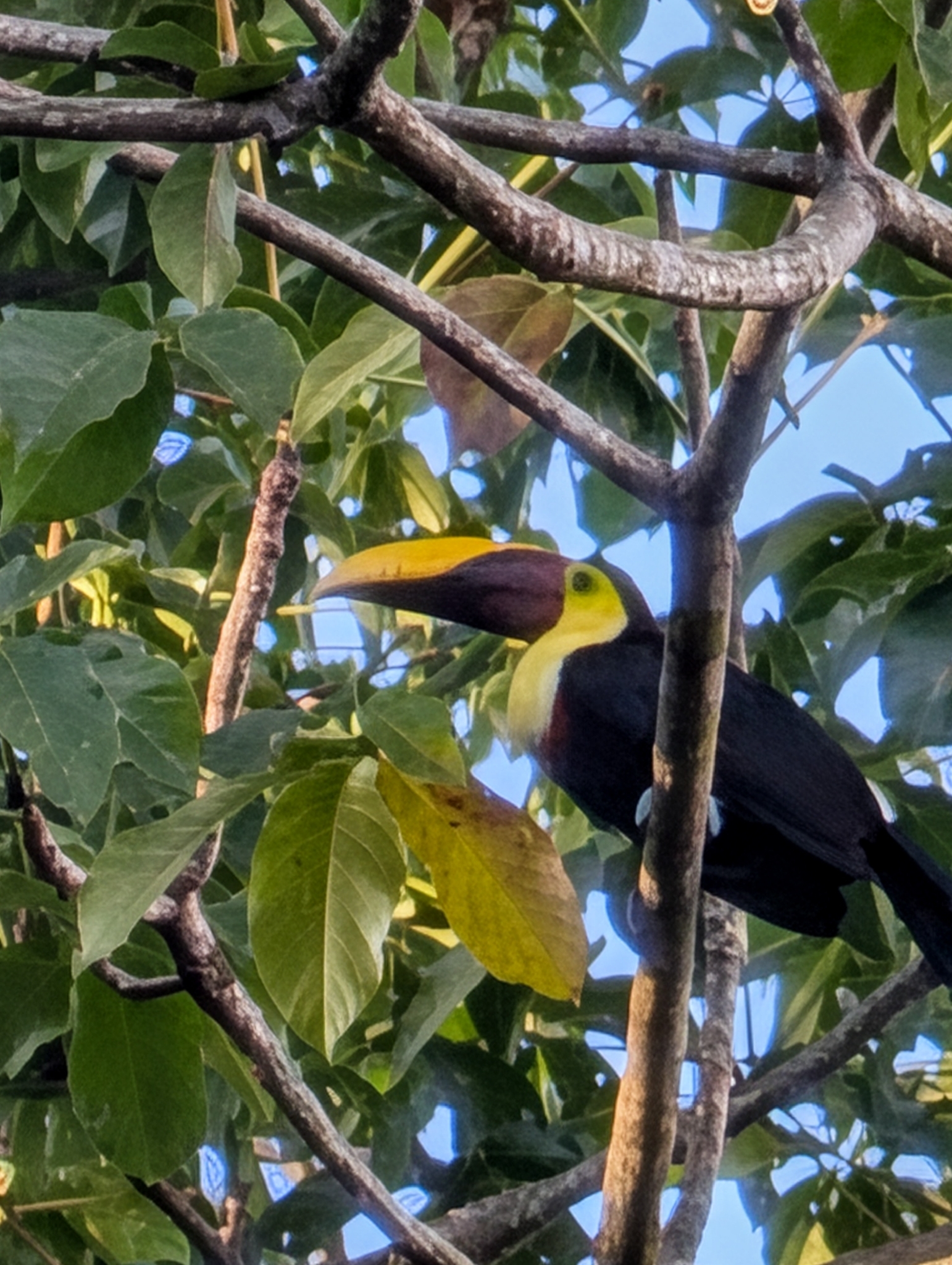 Yellow-throated Toucan (Ramphastos ambiguus), photo 1