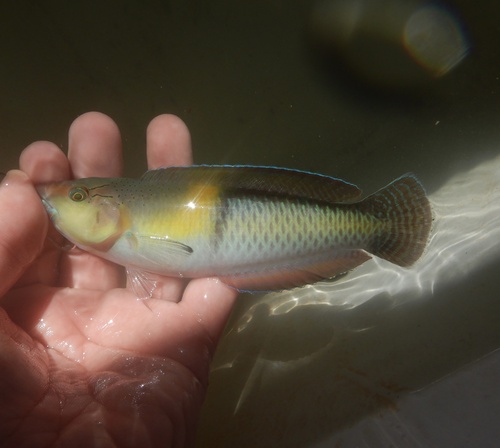 Yellowhead wrasse (Halichoeres garnoti) — Labridae — 3