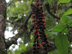 Erythrina rubrinervia