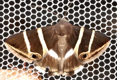 Grammodes