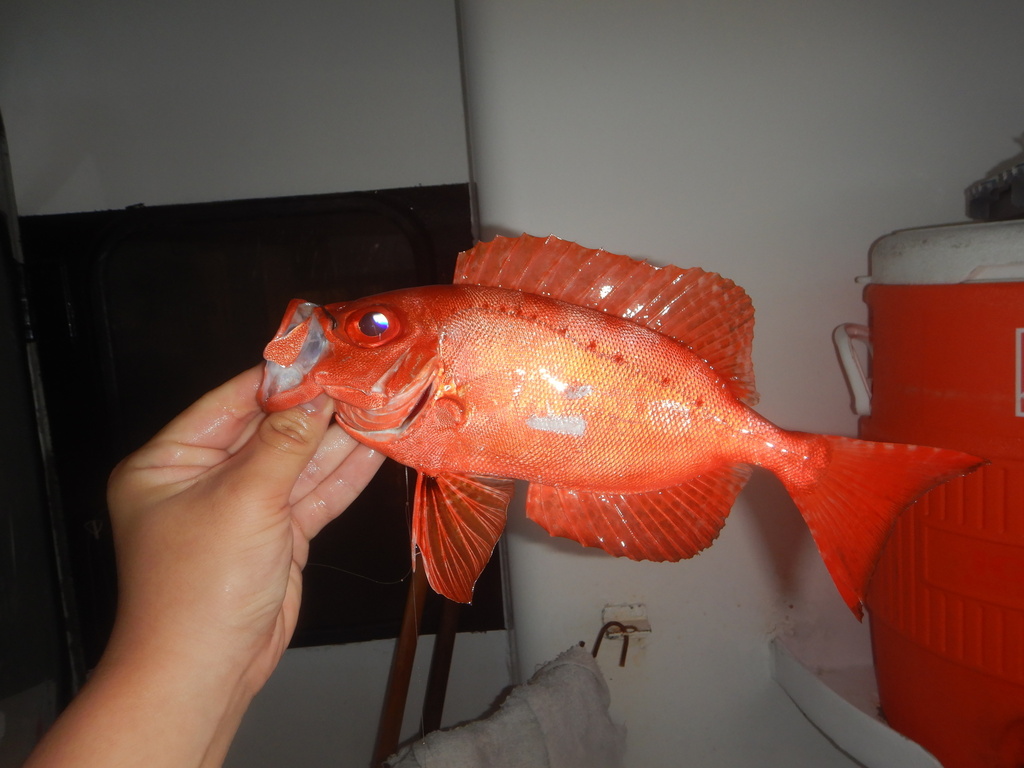 Atlantic bigeye (Priacanthus arenatus) — Priacanthidae