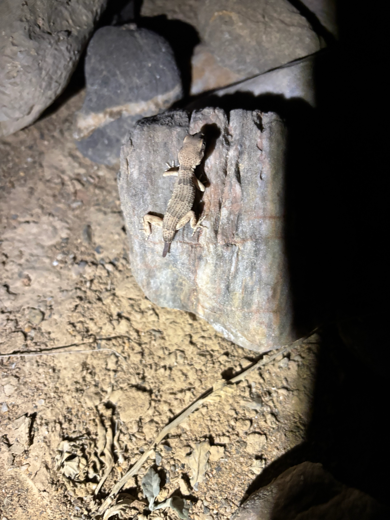 Hajar Banded Ground Gecko photo 3