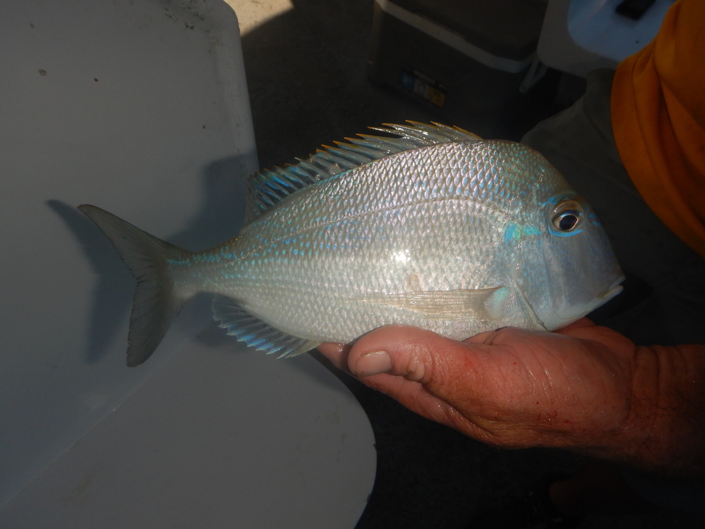 Littlehead porgy (Calamus proridens) — Sparidae
