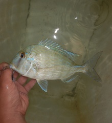 Littlehead Porgy photo 2
