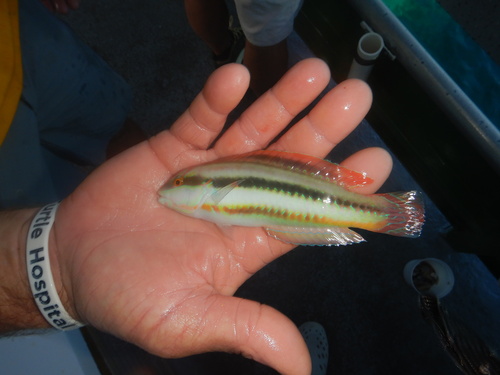 Slippery dick (Halichoeres bivittatus) — Labridae — 3