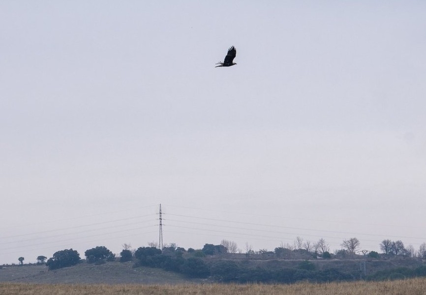 Spanish Imperial Eagle (Aquila adalberti), photo 2