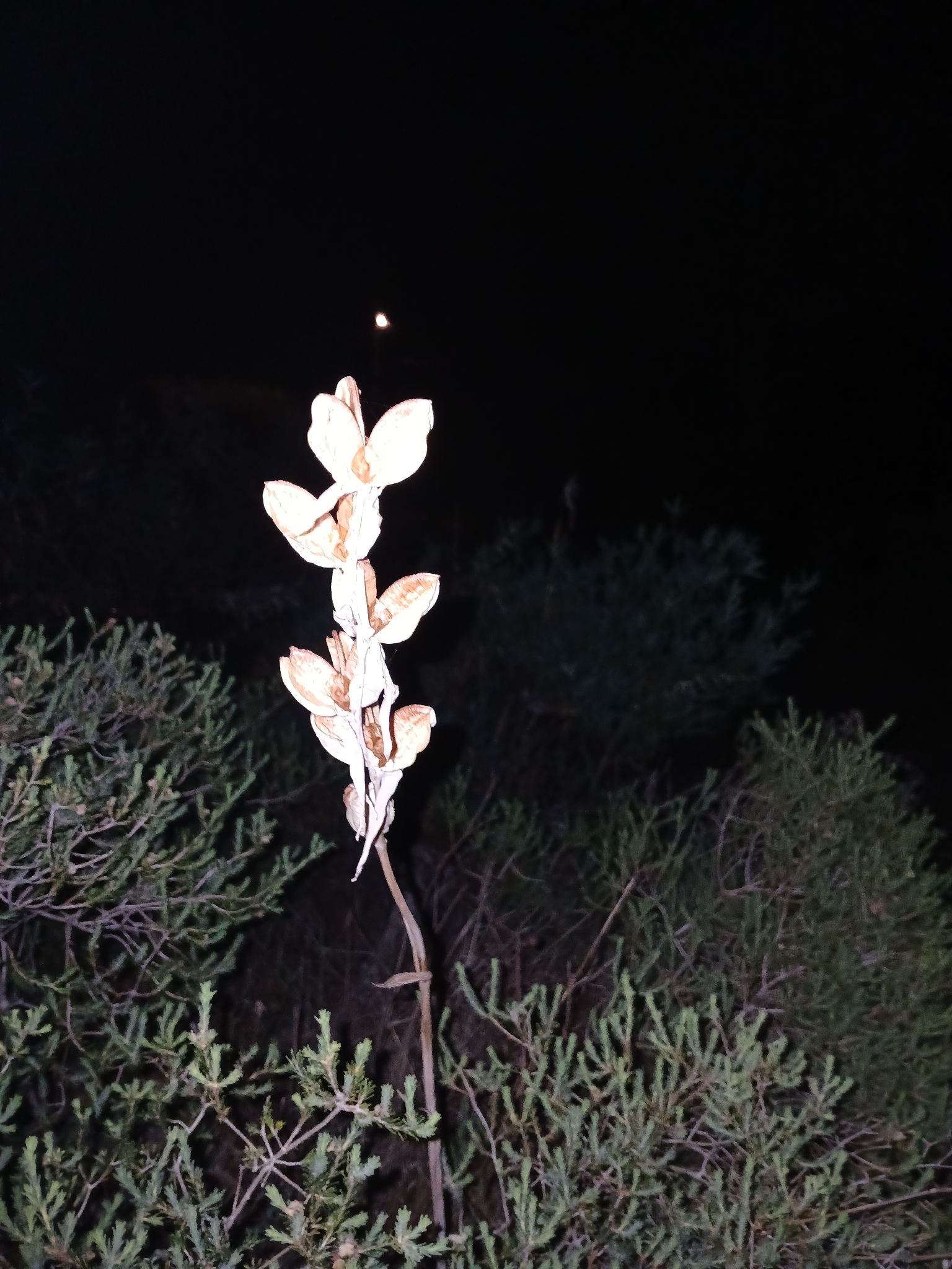 Gladiolus