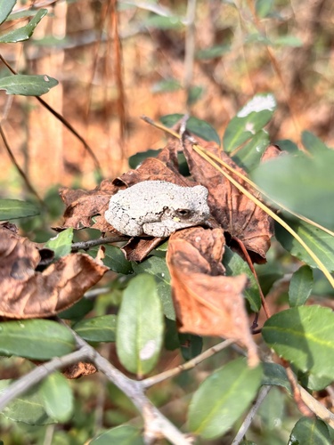 Gray Treefrog observed by amber_1231