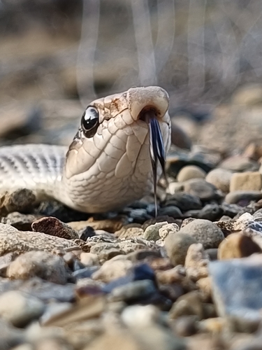 Western Patch-nosed Snake