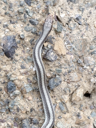 Western Patch-nosed Snake