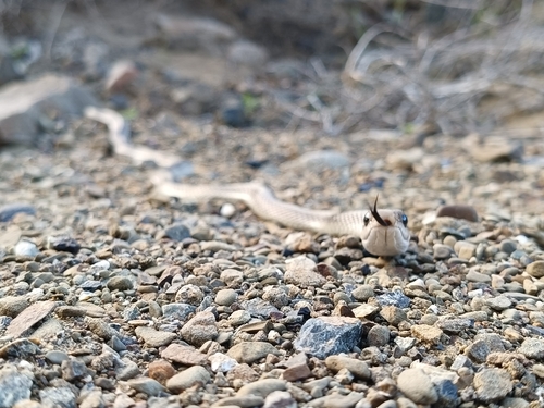 Western Patch-nosed Snake
