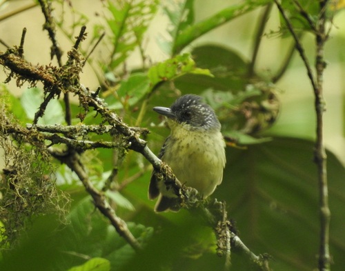 Spot-breasted Antvireo (Dysithamnus stictothorax)