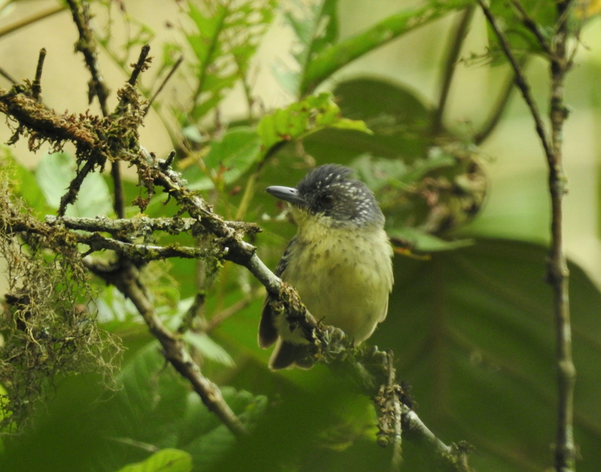 Spot-breasted Antvireo (Dysithamnus stictothorax), photo 1