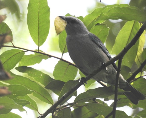 Azure-shouldered Tanager (Thraupis cyanoptera)
