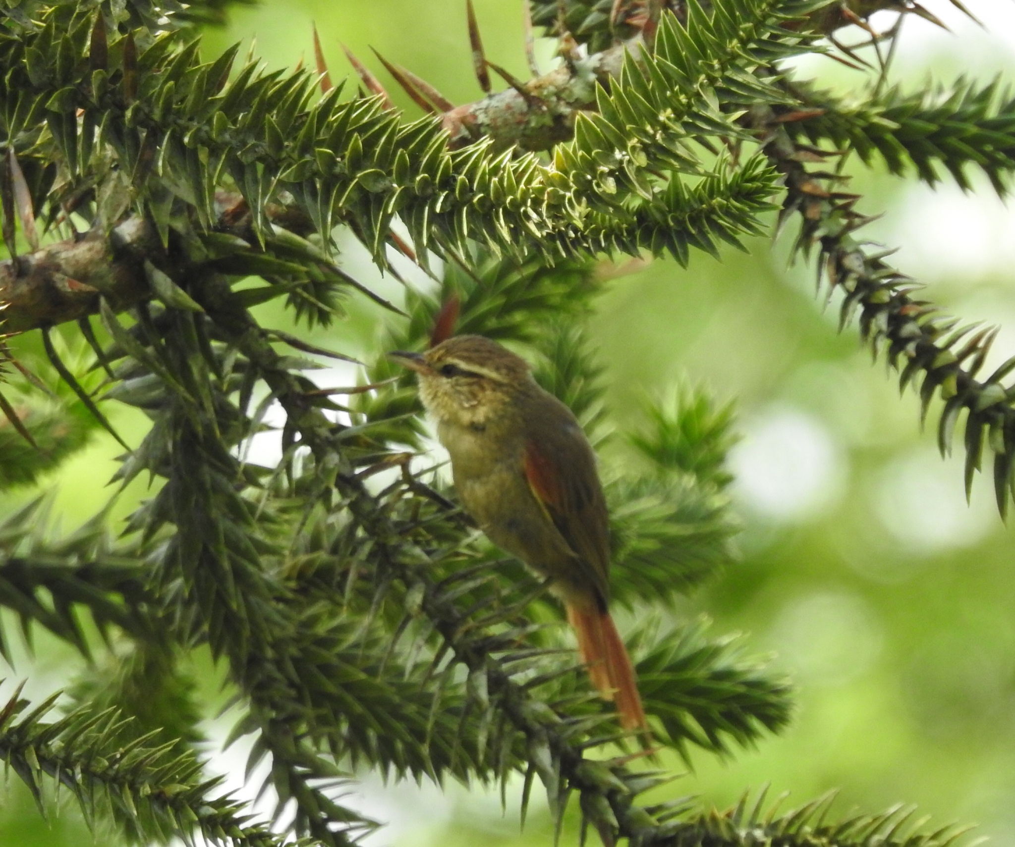 Olive Spinetail (Cranioleuca obsoleta), photo 1
