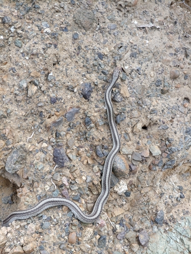 Western Patch-nosed Snake