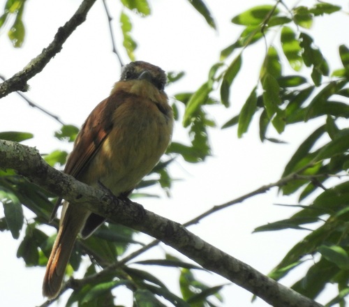 Chestnut-crowned Becard (Pachyramphus castaneus)