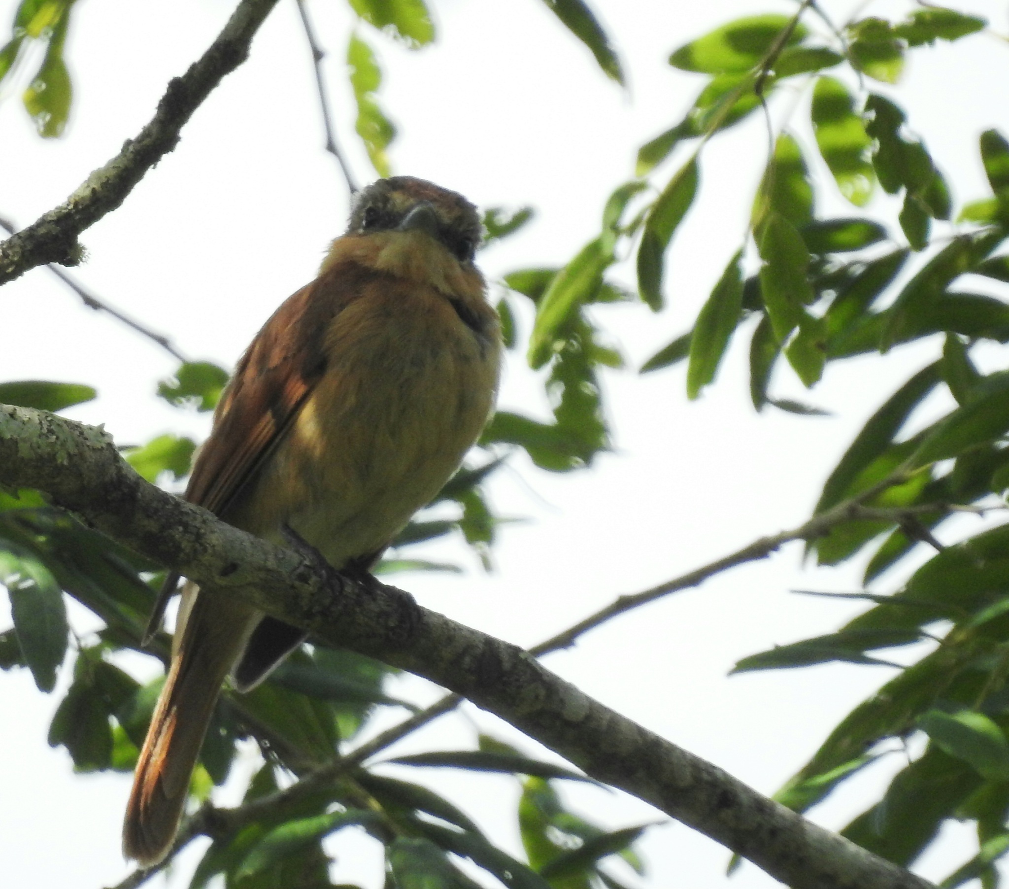 Chestnut-crowned Becard (Pachyramphus castaneus), photo 1