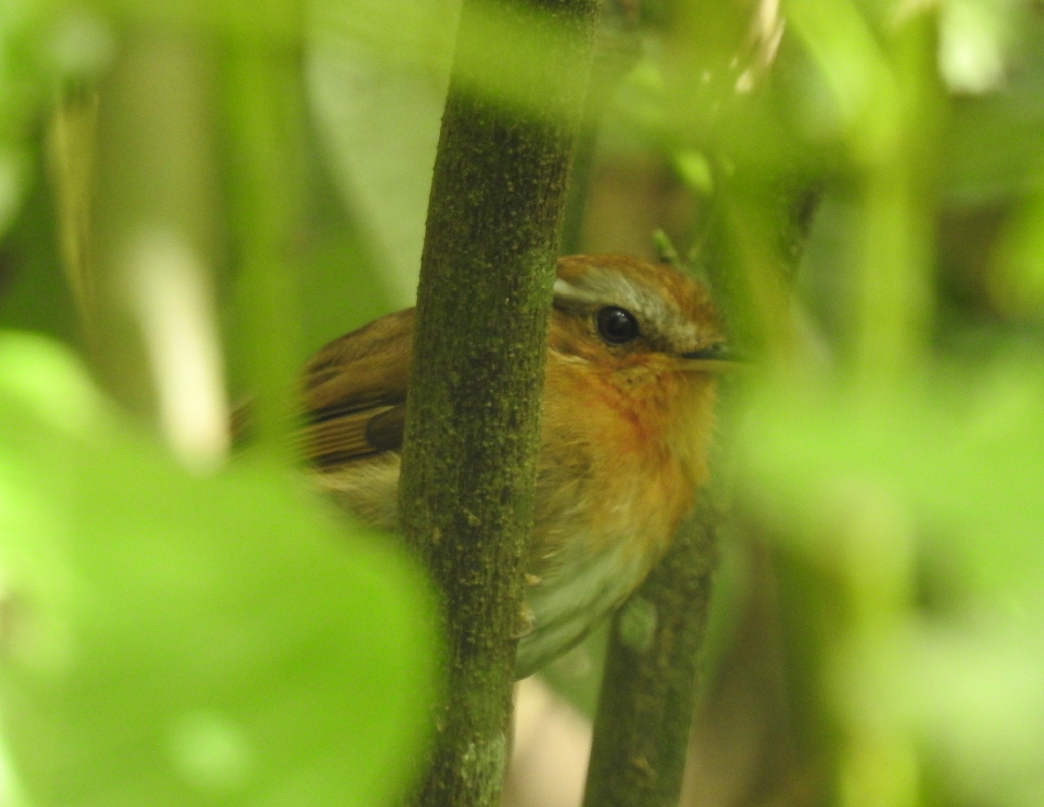 Rufous Gnateater (Conopophaga lineata), photo 3