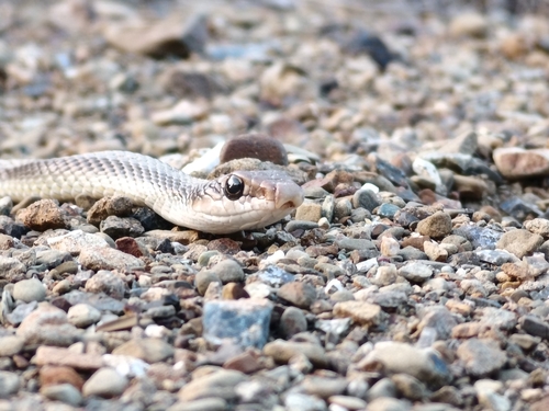 Western Patch-nosed Snake