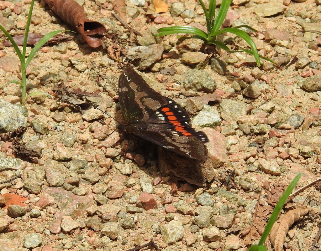 Imara pallasia
