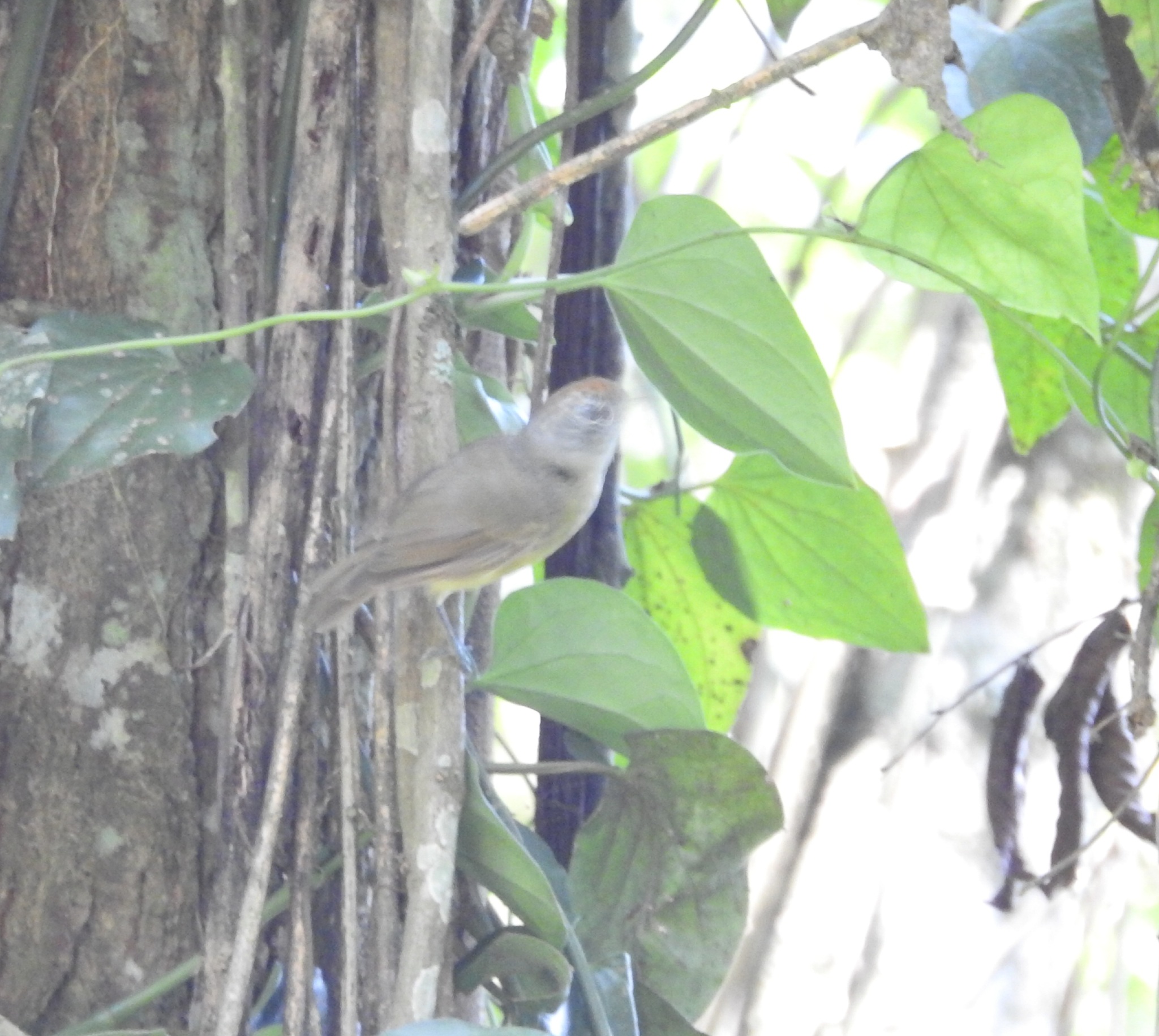 Plain Antvireo (Dysithamnus mentalis), photo 3
