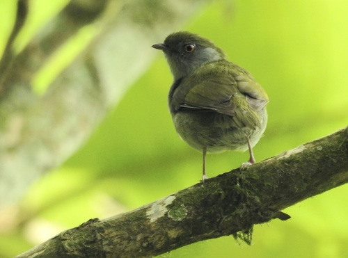 Pin-tailed Manakin (Ilicura militaris)