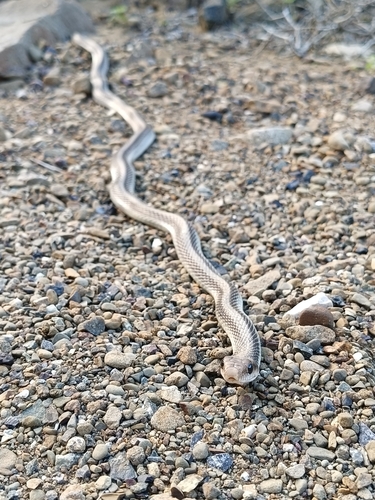 Western Patch-nosed Snake