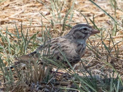 Pink-billed Lark