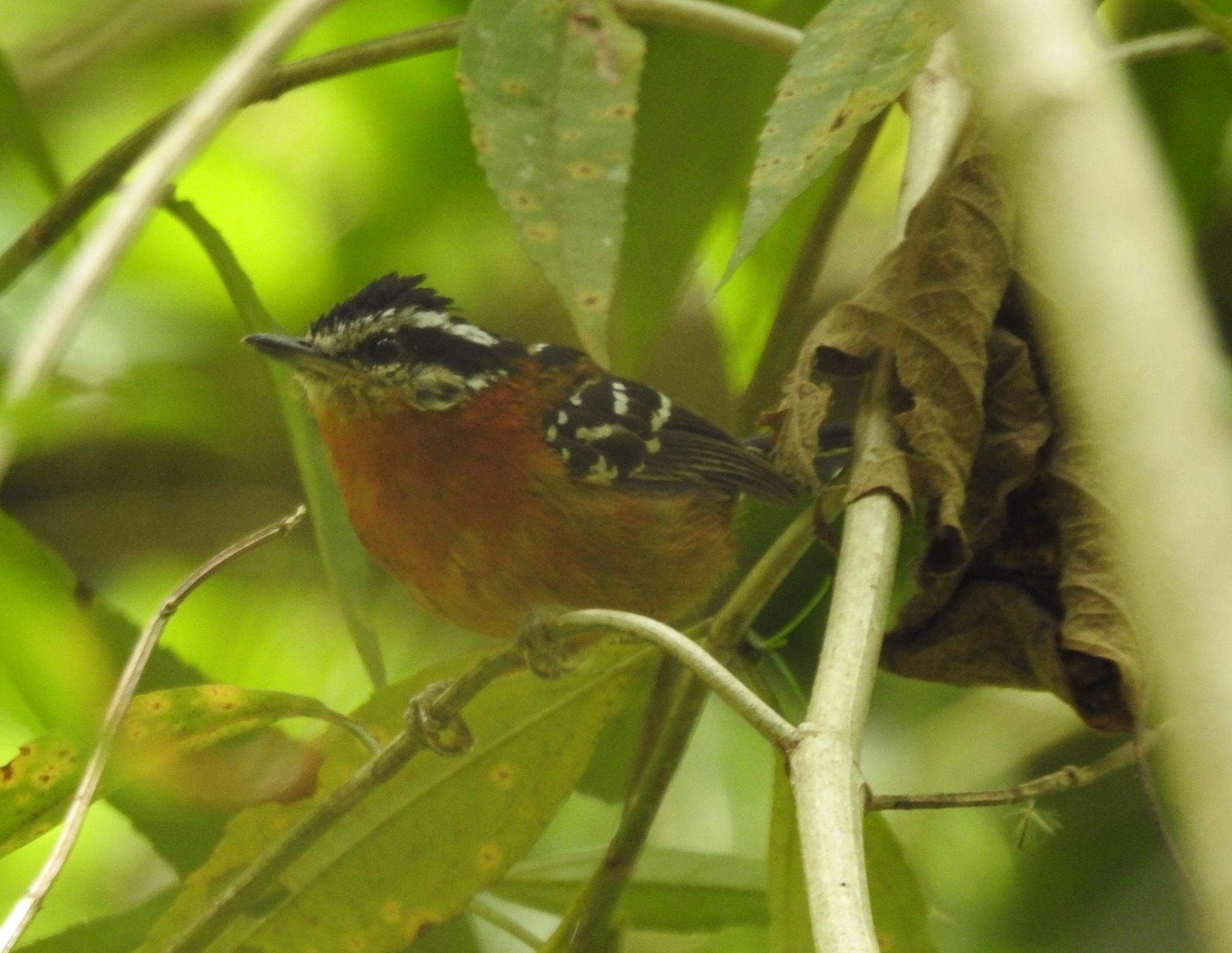 Ferruginous Antbird (Drymophila ferruginea), photo 1