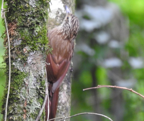 Planalto Woodcreeper (Dendrocolaptes platyrostris)