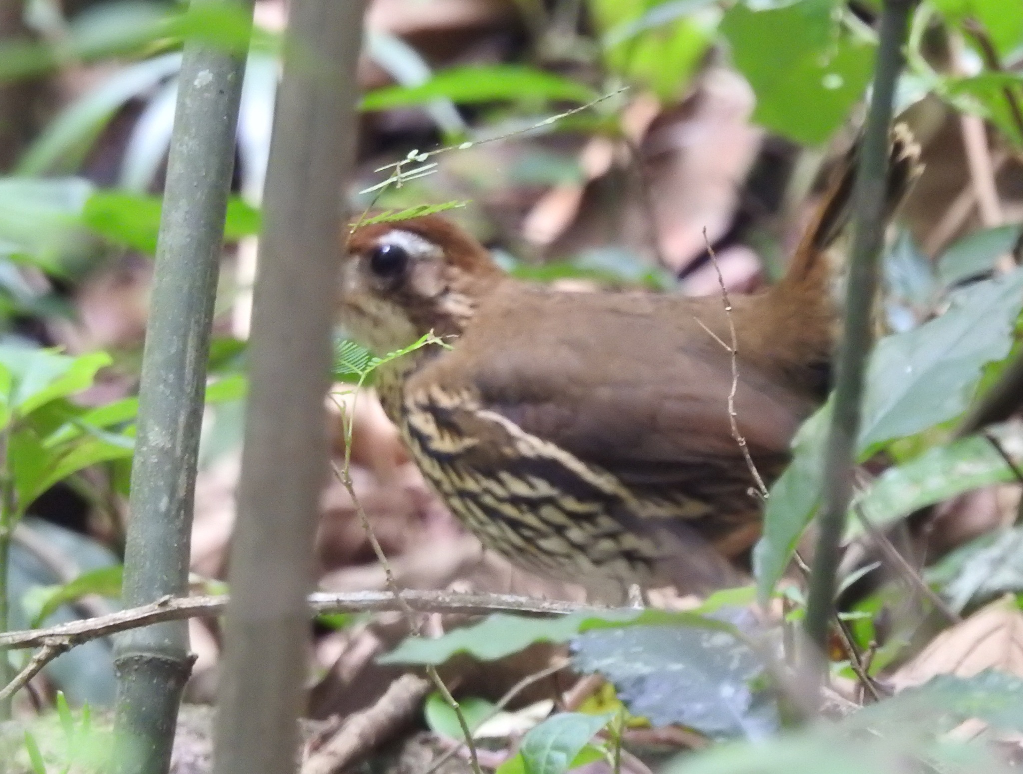 Short-tailed Antthrush (Chamaeza campanisona), photo 1
