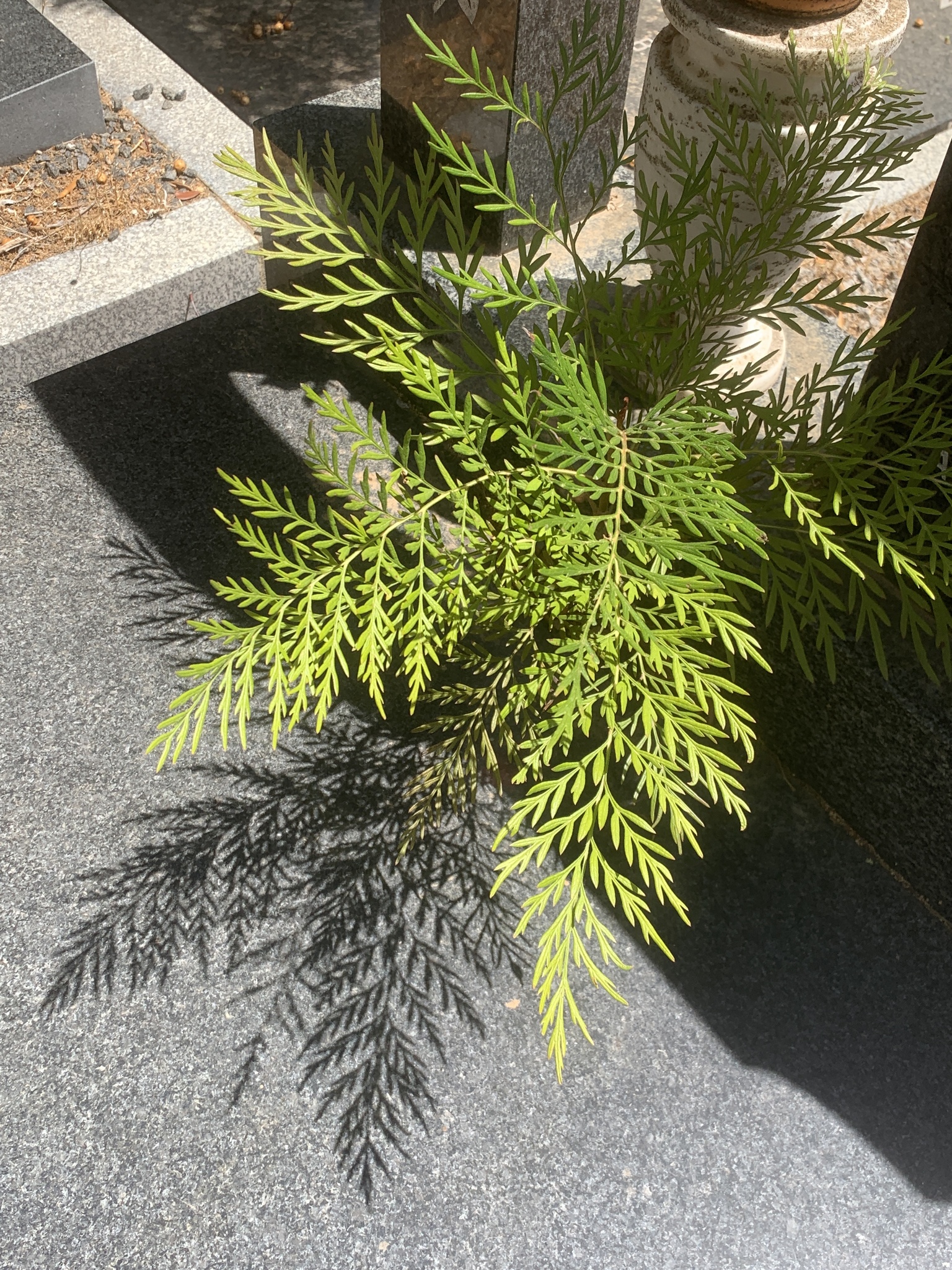 Foto de Grevillea robusta A.Cunn. ex R.Br.