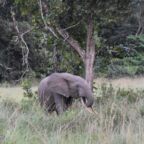 Forest Elephant