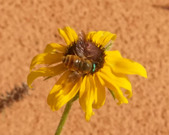Esenbeckia incisuralis
