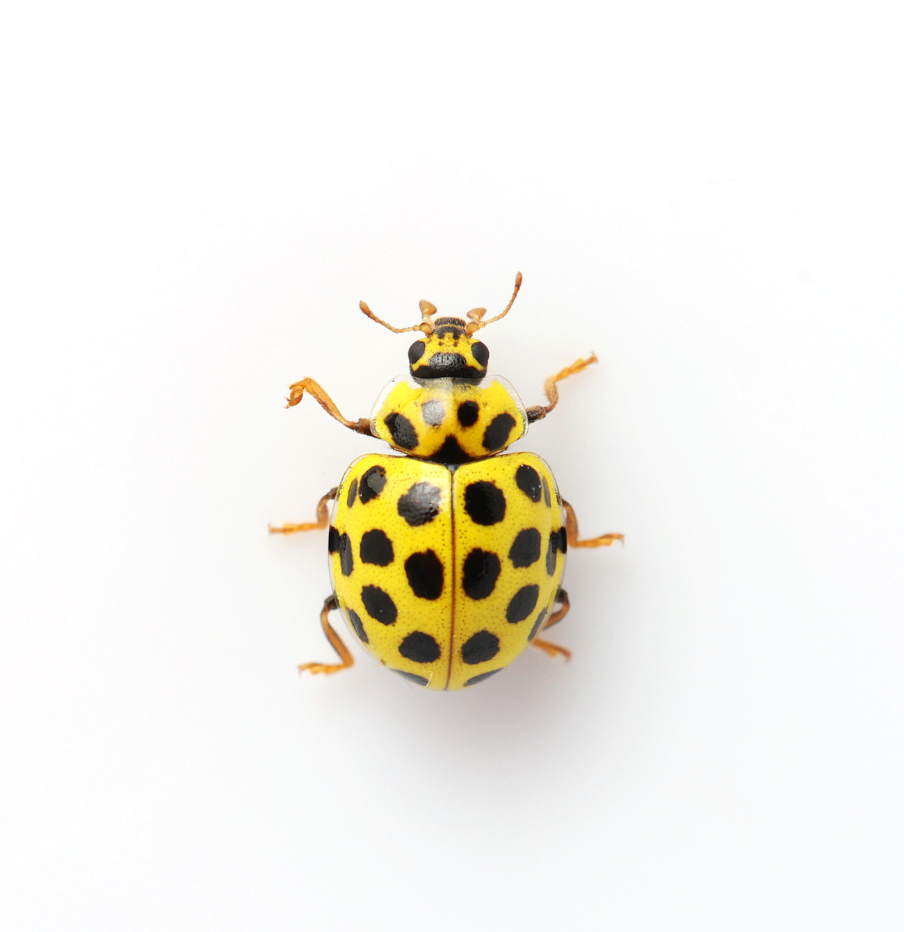Psyllobora vigintiduopunctata