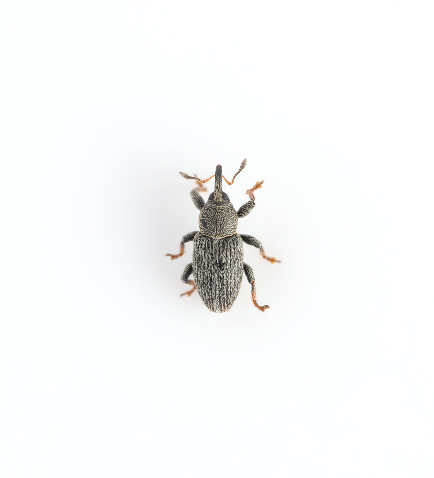 Tychius picirostris