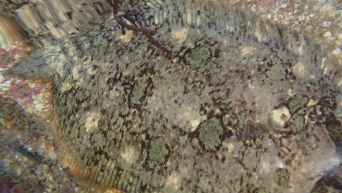 Topknot (Zeugopterus punctatus) — Scophthalmidae